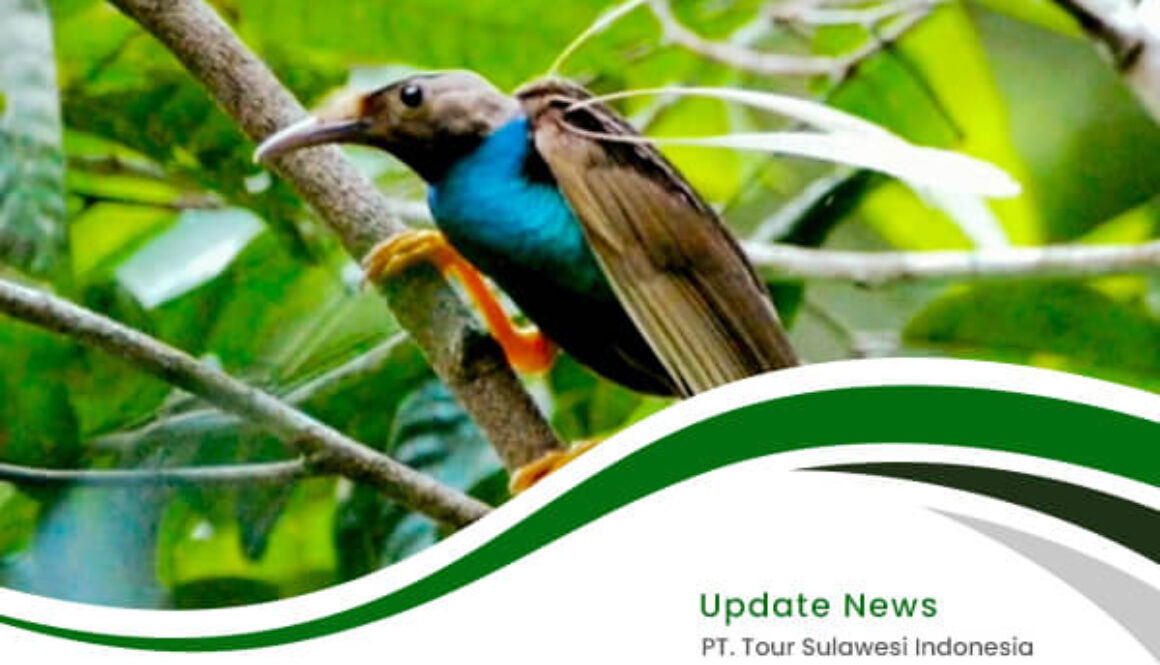 indonesia birding tour - artikel3