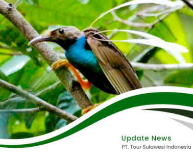 indonesia birding tour - artikel3