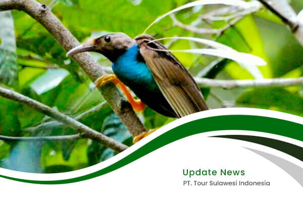 indonesia birding tour - artikel3