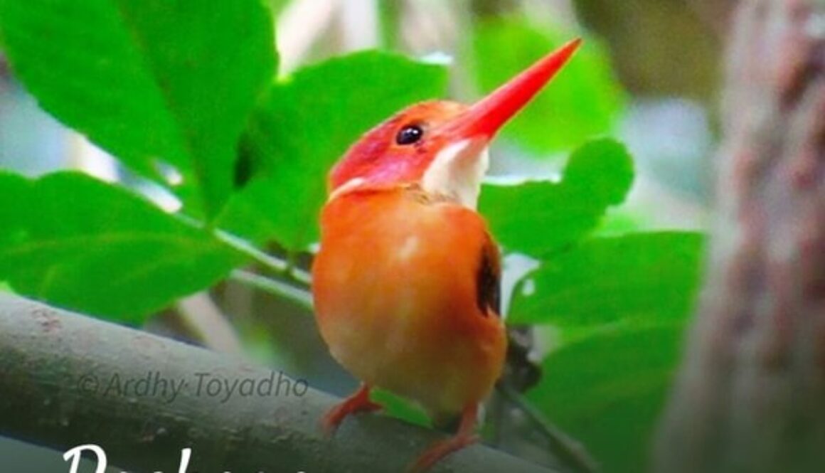 indonesia birding tour - Birding Sulawesi 15D14N(1)