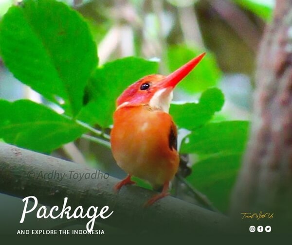 indonesia birding tour - Birding Sulawesi 15D14N(1)