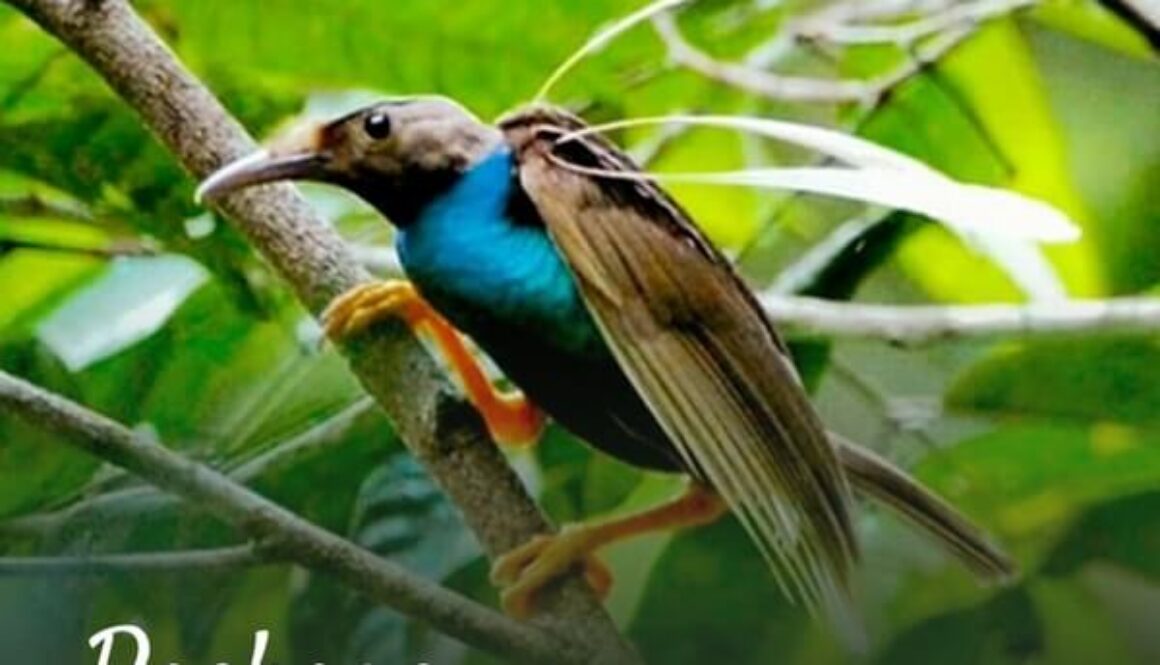 indonesia birding tour - Birding Sulawesi & Halmahera 18D17N