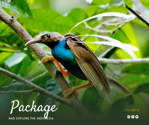 indonesia birding tour - Birding Sulawesi & Halmahera 18D17N