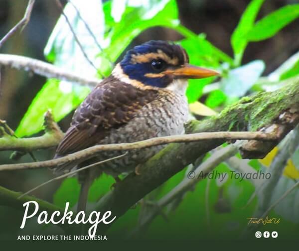 indonesia birding tour - Birding West Papua 12D11N