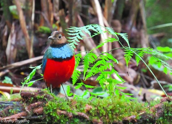 indonesia birding tour - gallery (12)