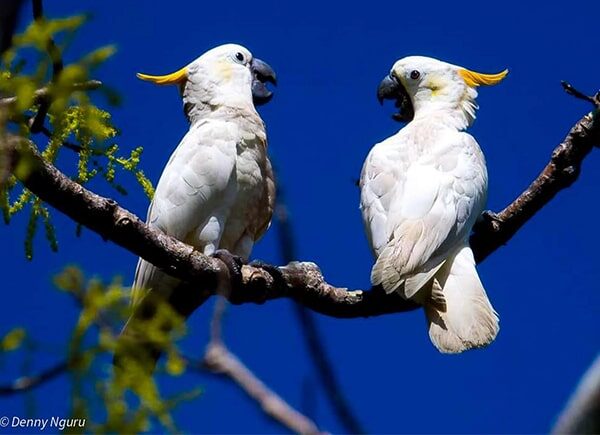 indonesia birding tour - gallery (15)