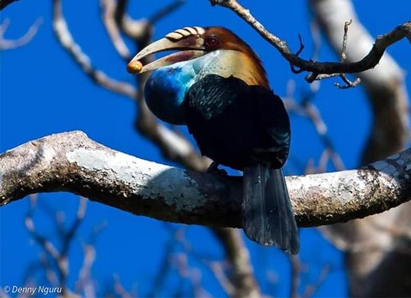 indonesia birding tour - gallery (16)