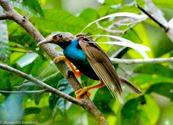 indonesia birding tour - gallery (18)