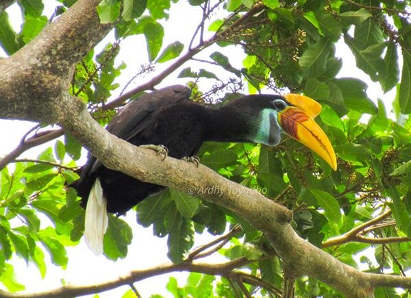 indonesia birding tour - gallery (19)