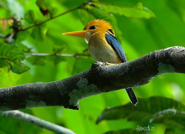 indonesia birding tour - gallery (2)