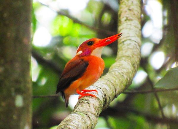 indonesia birding tour - gallery (20)