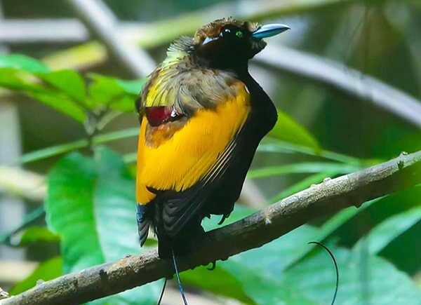 indonesia birding tour - gallery (3)