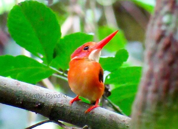 indonesia birding tour - gallery (4)