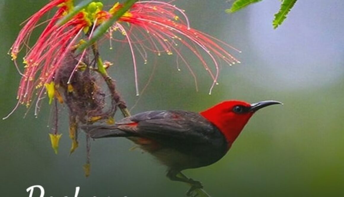 indonesia birding tour - Lessers Sunda Birding Trip 18D17N