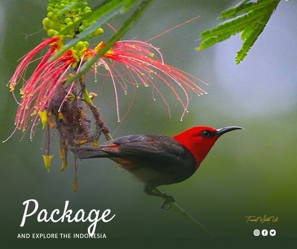 indonesia birding tour - Lessers Sunda Birding Trip 18D17N