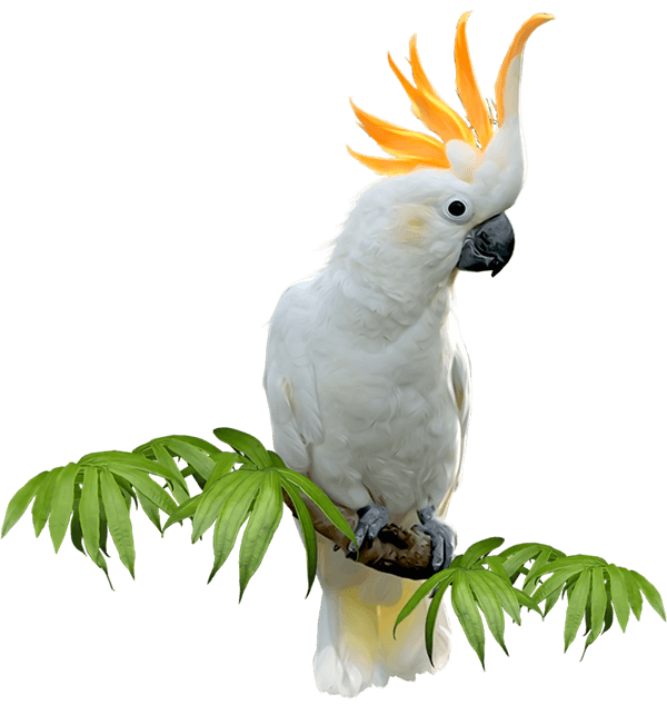 indonesia birding tour - profil