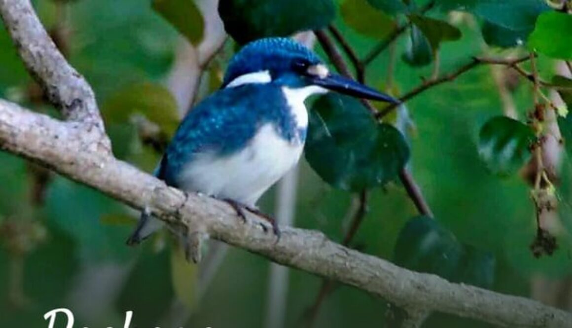 bali birding trip (1)