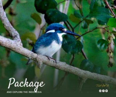 bali birding trip (1)