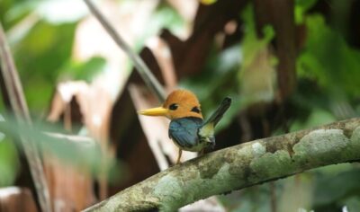 indonesia birding Tour gallery (10) indonesia birding Tour gallery (10)