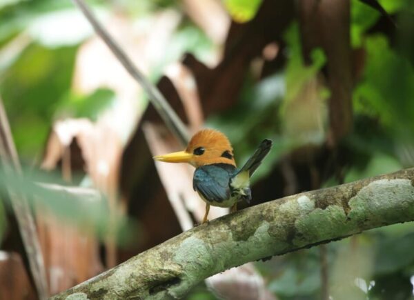 indonesia birding Tour gallery (10)