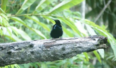 indonesia birding Tour gallery (2) indonesia birding Tour gallery (2)