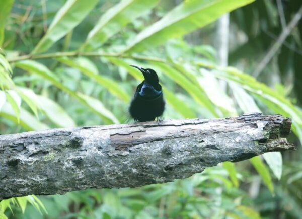 indonesia birding Tour gallery (2)