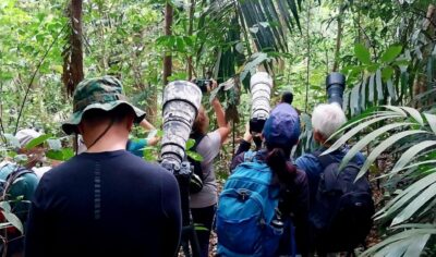 indonesia birding Tour gallery (5) indonesia birding Tour gallery (5)