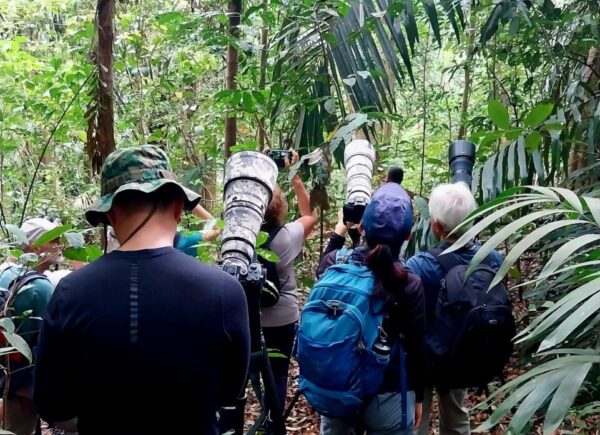 indonesia birding Tour gallery (5)