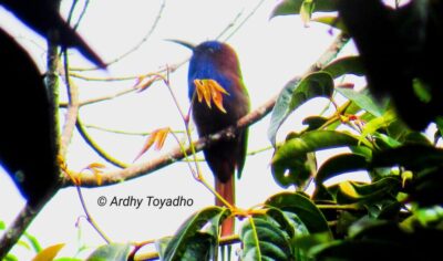 indonesia birding Tour gallery (9) indonesia birding Tour gallery (9)