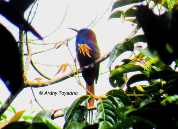 indonesia birding Tour gallery (9)