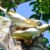 Indonesia Birding Tour