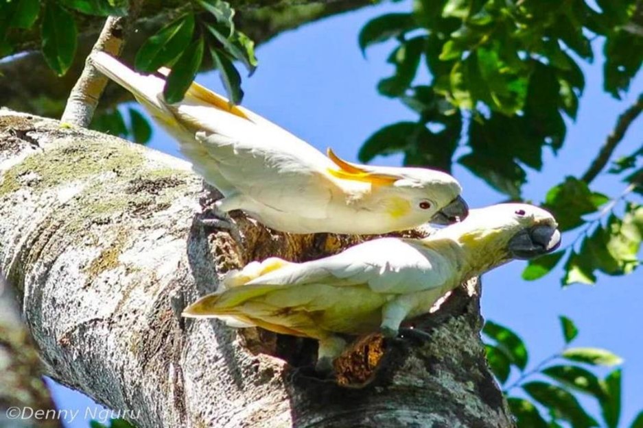 Indonesia Birding Tour