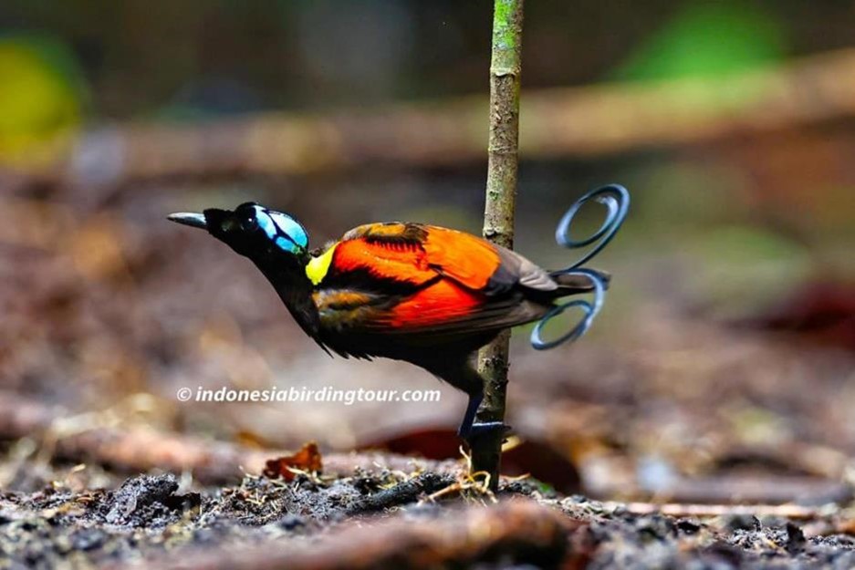 Wilson's Bird Of Paradise