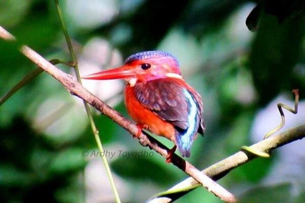 Sulawesi Dwarf Kingfisher