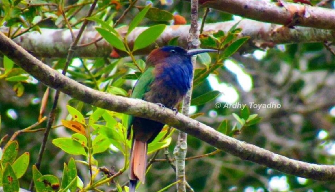 Purple-bearded Bee-eater