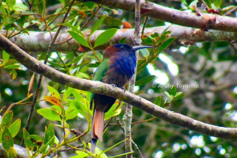 Purple-bearded Bee-eater
