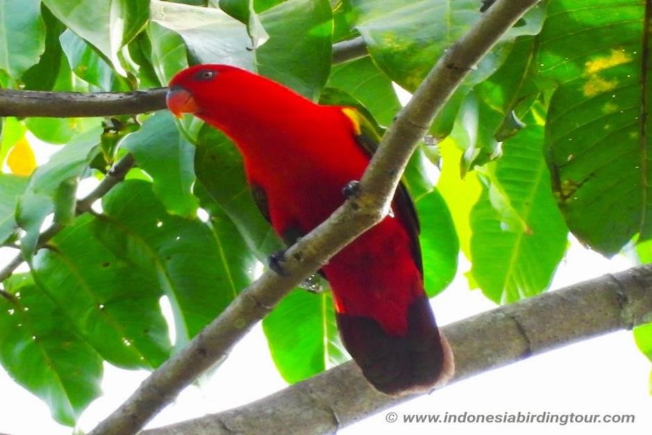 Cattering Lory