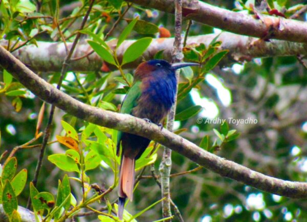 Foto Baru Indonesia Birding Tour 6