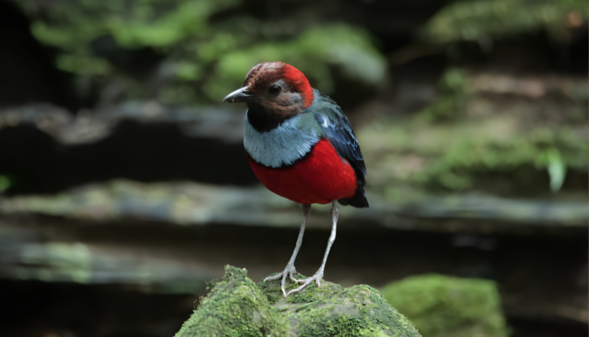 New Foto Artikel Birding West Papua 15 Days 14 Nights