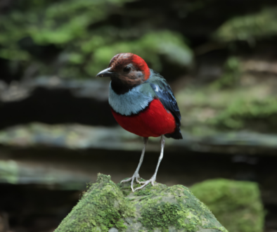 New Foto Artikel Birding West Papua 15 Days 14 Nights