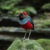 New Foto Artikel Birding West Papua 15 Days 14 Nights