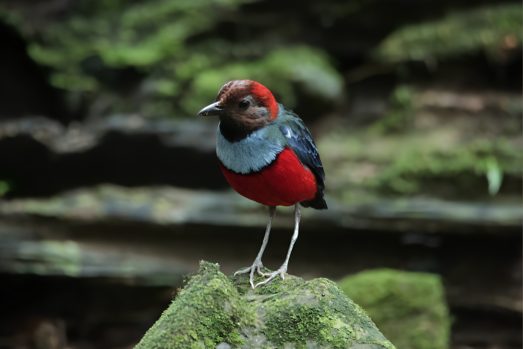New Foto Artikel Birding West Papua 15 Days 14 Nights